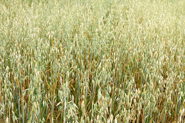 Wall Mural - Field with ripening oats outside.