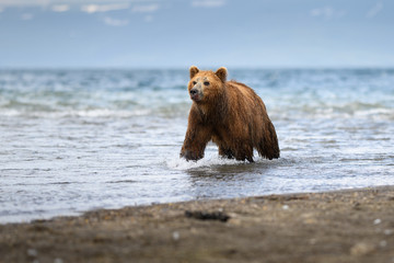 Ruling the landscape, brown bears of Kamchatka (Ursus arctos beringianus)