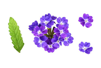 Wall Mural - Set of purple verbena flowers and leaves