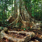 Fototapeta Sawanna - a jungle landscape in gabon