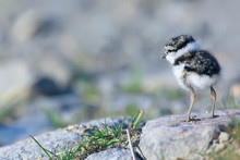 Little Cute Chick / Little Gull In The Wild, Beautiful Chick In The Wild
