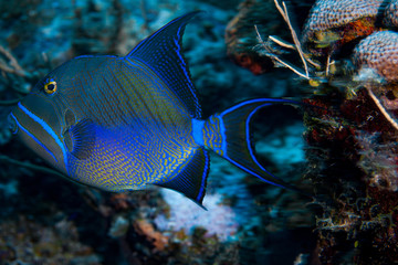 Wall Mural - A beautiful Queen Triggerfish in the clear waters of the Turks and Caicos islands. 