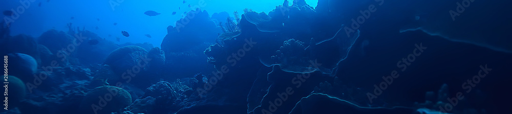 under water ocean / landscape underwater world, scene blue idyll nature - obrazy, fototapety, plakaty 
