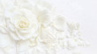 Leinwandbild Motiv Beautiful white rose and petals on white background. Ideal for greeting cards for wedding, birthday, Valentine's Day, Mother's Day