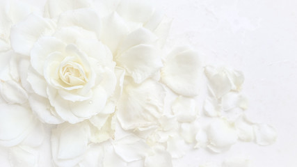 beautiful white rose and petals on white background. ideal for greeting cards for wedding, birthday,