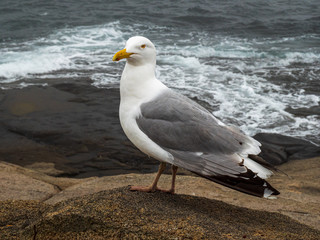 Seagull in Close up View at Atlantic Ocean