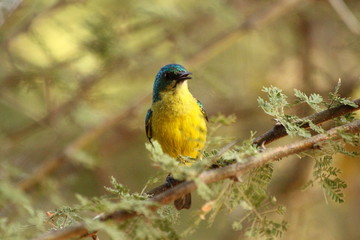  Collared sunbird in South Africa