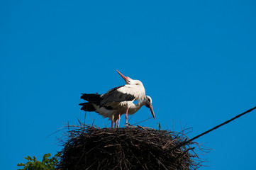 Stork birds on the nest on a beautiful day on the blue sky background