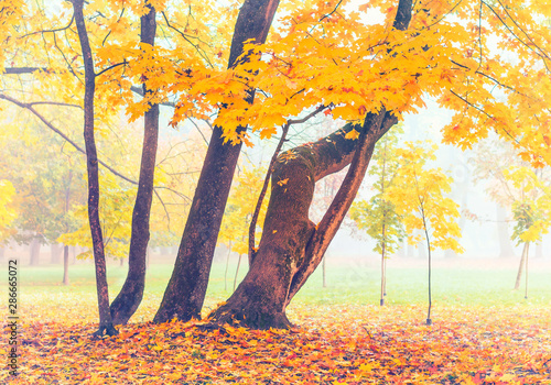 Foto-Lamellenvorhang - Beautiful autumn trees in fog. Yellow maples (von Peter)