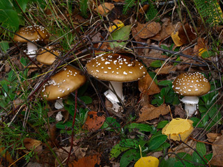 An autumn Mashroom season and picking. A family of fly-agaric (Amanita) macro, close-up. Fabulous (Fairy) world of wildlife