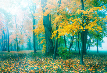 Wall Mural - Beautiful autumn landscape. Beautiful autumn trees. Yellow maple in turquoise fog. Misty autumn morning. Soft sunlight.