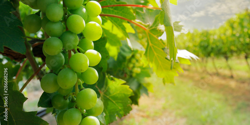 Plakat Winogrona  klaster-zielonych-winogron-na-winorosli
