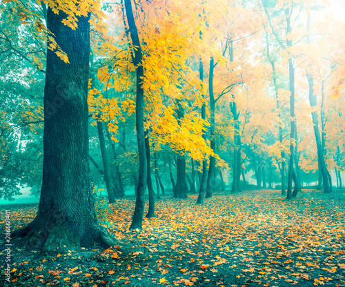 Foto-Lamellenvorhang - Beautiful autumn landscape. Beautiful autumn trees. Yellow maple in turquoise fog. Misty autumn morning. Soft sunlight. (von Peter)