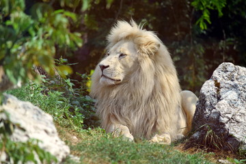 white lion resting on grass panthera leo krugeri