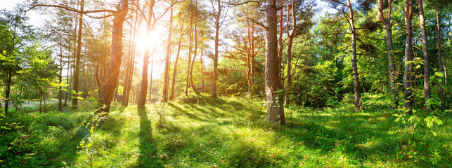 pine trees in morning light