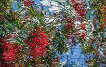 Pink Peppercorn Tree On Blue Sky Background. Pink Pepper Plant Or Peruvian Pepper Tree In Sunny Summer Day. 