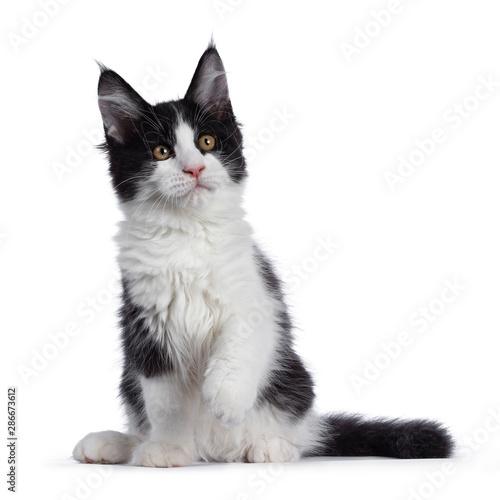 Cute Black And White Solid Bicolor Masked Maine Coon Cat Kitten
