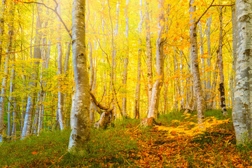 Wall Mural - golden autumn in a wild forest -yellow orange leaves and big trees, natural landscape