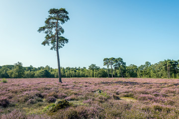 Wall Mural - Pine tree between  the flowering heather