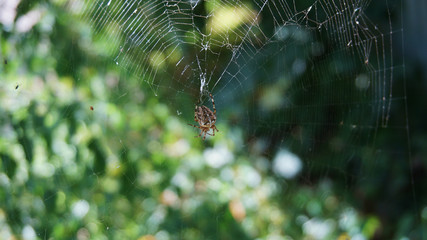 spider in the center of its web