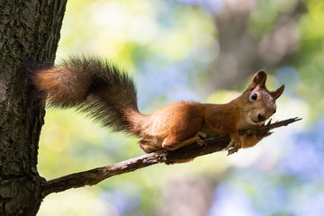 Squirrel on the tree