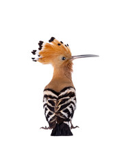 Sticker - Eurasian Hoopoe (Upupa epops) isolated