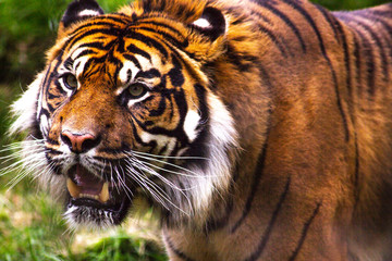 tiger in zoo