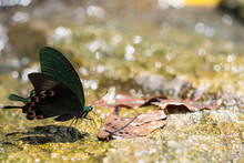 Closeup Butterfly Drinking Water At Waterfall On Glitter Background.