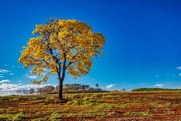 Golden trumpet tree, aka Yellow Ipe, isolated on harvested sugar cane field in sunny morning with blue sky. Tabebuia Alba tree,  aka Handroanthus albus, isolated on field with blue sky.