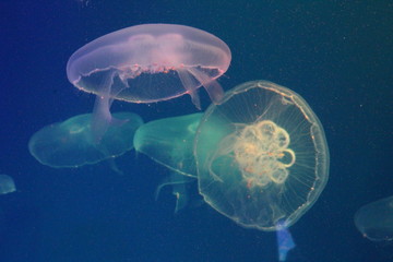 Wall Mural - Jellyfish in the sea illuminated by beautiful lights