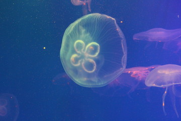 Wall Mural - Jellyfish in the sea illuminated by beautiful lights