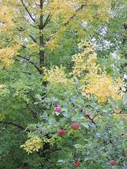 Wall Mural - Apple tree in autumn garden