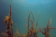 Mangrove Forest Underwater Photo / Flooded Trees, Unusual Underwater Landscape, Ecosystem Nature Underwater