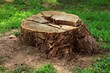 Tree stump in the forest 01