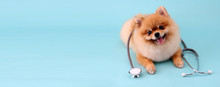 Cute Little Pomeranian Dog With Stethoscope As Veterinarian On Blue Background.