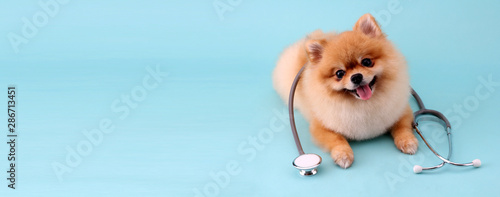 Cute little pomeranian dog with stethoscope as veterinarian on blue background. © Justinboat29