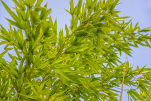 Beautiful Green Bamboo Against The Blue Sky Close Up
