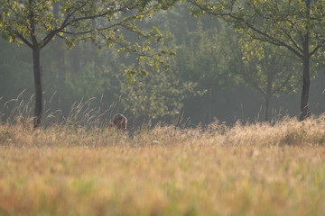 Wall Mural - Deer in the grass of the forest. Roe deer chewing green leaves