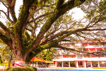 Canvas Print - Beautiful rain tree in Chiang Kham district