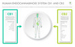 © About time - Human Endocannabinoid System CB1 and CB2 horizontal business infographic illustration about cannabis as herbal alternative medicine and chemical therapy, healthcare and medical science vector.