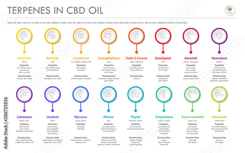 Fotografía Terpenes in CBD Oil with Structural Formulas horizontal business infographic illustration about cannabis as herbal alternative medicine and chemical therapy, healthcare and medical science vector