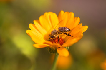 Wall Mural - Bee on flower - Honey bee on orange Marigold flower, in the garden, sunny summer day morning, blurred background