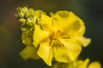 Wall Mural - Yellow Verbascum (mullein) flower in the garden, close up view, blurred background