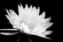 Huge White Flower Blooming On Black Background