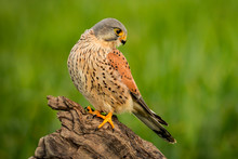 Beautiful Profile Of A Kestrel In The Nature