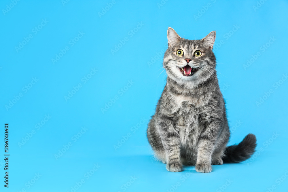 Cute gray tabby cat on light blue background, space for text. Lovely pet - obrazy, fototapety, plakaty 