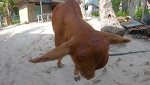 Poor Cow Eating Coconut Skin At Tropical Island Mantanani Island, Kota Belud, Sabah, Malaysia
