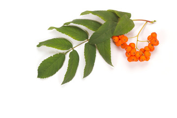 Wall Mural - Berries and leaves of Rowan on a white background.