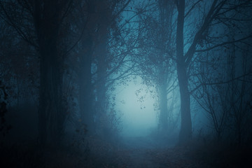 Mysterious pathway. Footpath in the dark, foggy, autumnal, mysterious forest.