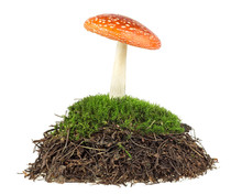 Fly Agaric Mushroom In Moss Isolated On A White Background. Amanita Muscaria.